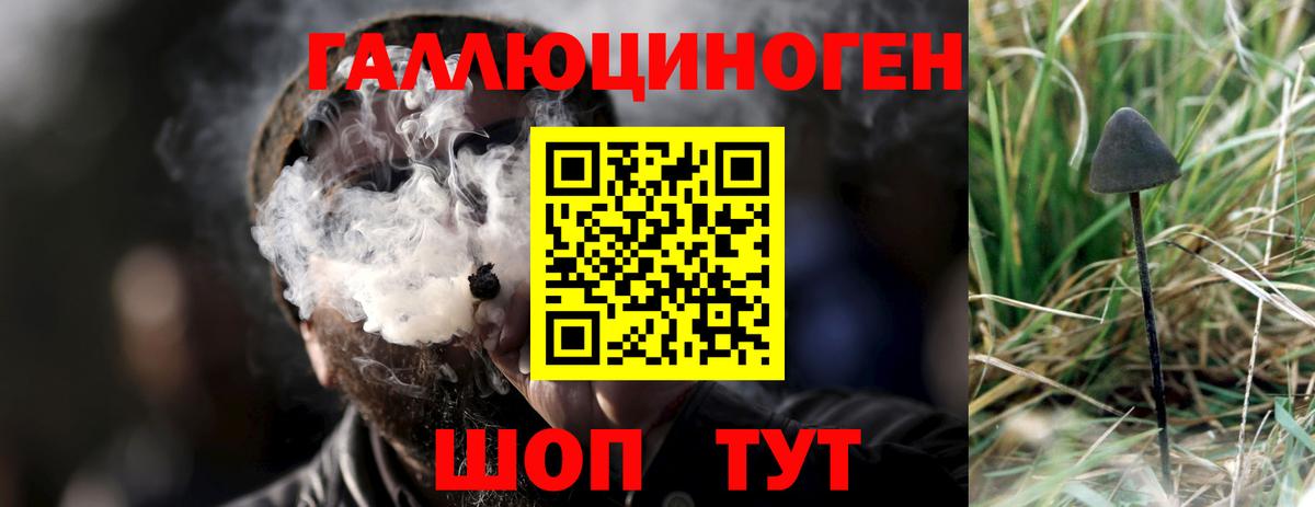 Псилоцибиновые грибы Psilocybine cubensis Тулун